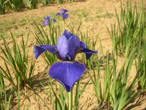 Iris - sibirica Silver Edge